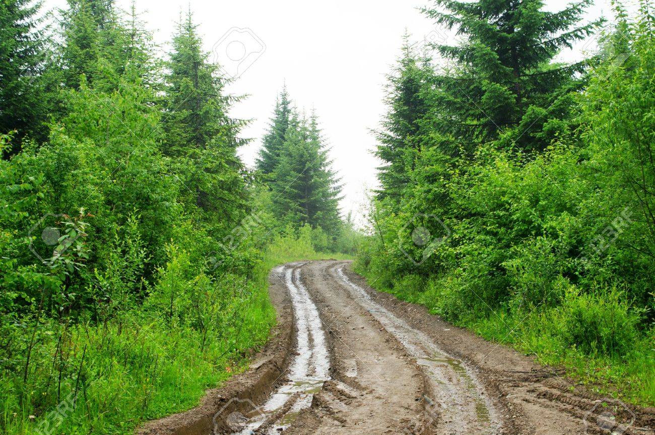 18049623-dirt-road-woods-in-the-rain-.jpg